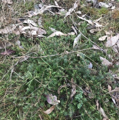 Styphelia humifusum (Cranberry Heath) at Mount Mugga Mugga - 18 Aug 2022 by Tapirlord