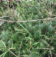 Styphelia humifusum at O'Malley, ACT - 18 Aug 2022 09:53 AM