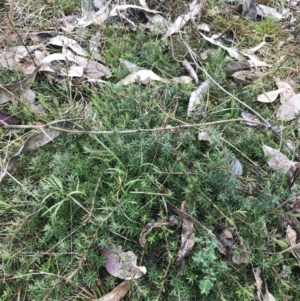 Styphelia humifusum at O'Malley, ACT - 18 Aug 2022 09:53 AM