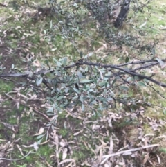 Gaudium brevipes (Grey Tea-tree) at O'Malley, ACT - 17 Aug 2022 by Tapirlord