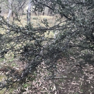 Gaudium brevipes at O'Malley, ACT - 18 Aug 2022