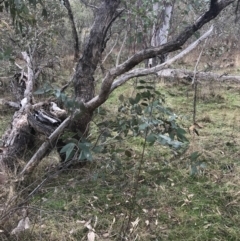 Eucalyptus dives (Broad-leaved Peppermint) at Mount Mugga Mugga - 18 Aug 2022 by Tapirlord