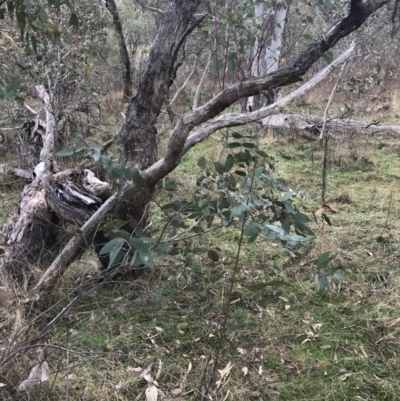 Eucalyptus dives (Broad-leaved Peppermint) at O'Malley, ACT - 17 Aug 2022 by Tapirlord