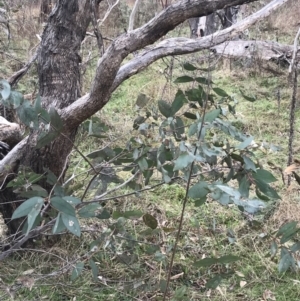 Eucalyptus dives at O'Malley, ACT - 18 Aug 2022 09:50 AM