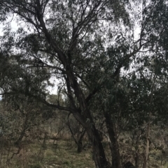 Eucalyptus dives at O'Malley, ACT - 18 Aug 2022 09:50 AM