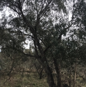 Eucalyptus dives at O'Malley, ACT - 18 Aug 2022 09:50 AM