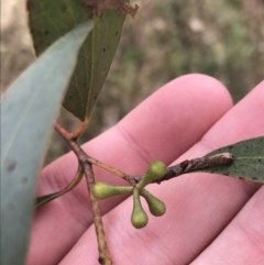 Eucalyptus dives at O'Malley, ACT - 18 Aug 2022 09:50 AM