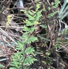 Cheilanthes sieberi subsp. sieberi (Mulga Rock Fern) at O'Malley, ACT - 17 Aug 2022 by Tapirlord