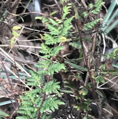 Cheilanthes sieberi subsp. sieberi (Narrow Rock Fern) at O'Malley, ACT - 17 Aug 2022 by Tapirlord