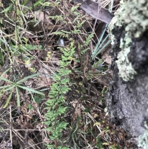 Cheilanthes sieberi subsp. sieberi at O'Malley, ACT - 18 Aug 2022