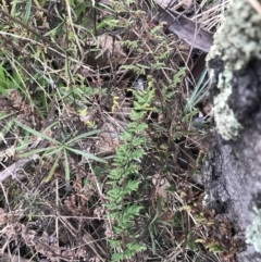 Cheilanthes sieberi subsp. sieberi at O'Malley, ACT - 18 Aug 2022