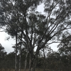 Eucalyptus melliodora (Yellow Box) at Mount Mugga Mugga - 18 Aug 2022 by Tapirlord