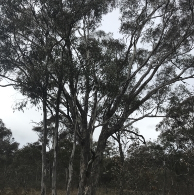 Eucalyptus melliodora (Yellow Box) at O'Malley, ACT - 18 Aug 2022 by Tapirlord