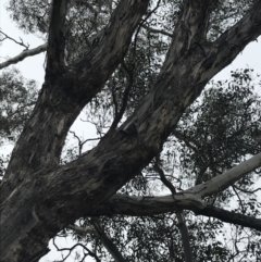 Eucalyptus melliodora at O'Malley, ACT - 18 Aug 2022 09:49 AM