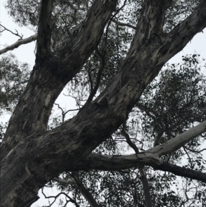 Eucalyptus melliodora at O'Malley, ACT - 18 Aug 2022 09:49 AM