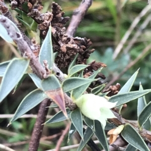 Melichrus urceolatus at O'Malley, ACT - 18 Aug 2022