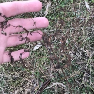 Hypericum perforatum at O'Malley, ACT - 18 Aug 2022 09:47 AM