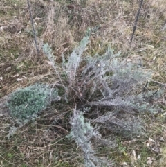 Chrysocephalum semipapposum (Clustered Everlasting) at O'Malley, ACT - 18 Aug 2022 by Tapirlord