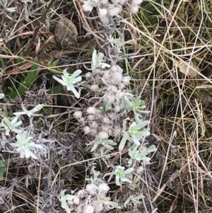 Chrysocephalum apiculatum at O'Malley, ACT - 18 Aug 2022