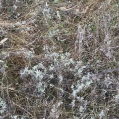 Chrysocephalum apiculatum at O'Malley, ACT - 18 Aug 2022