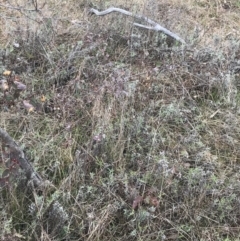 Chrysocephalum apiculatum at O'Malley, ACT - 18 Aug 2022