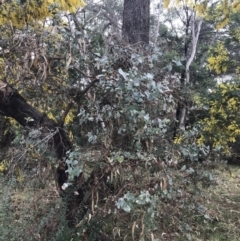 Eucalyptus bridgesiana (Apple Box) at Mount Mugga Mugga - 18 Aug 2022 by Tapirlord