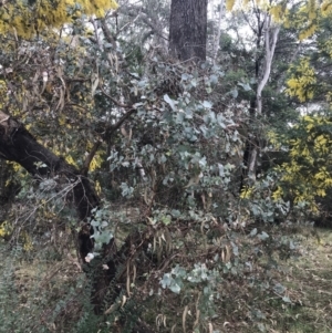 Eucalyptus bridgesiana at O'Malley, ACT - 18 Aug 2022