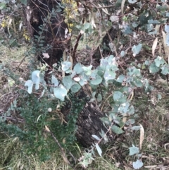 Eucalyptus bridgesiana at O'Malley, ACT - 18 Aug 2022 09:44 AM