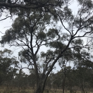 Eucalyptus bridgesiana at O'Malley, ACT - 18 Aug 2022