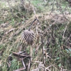 Cirsium vulgare (Spear Thistle) at O'Malley, ACT - 18 Aug 2022 by Tapirlord