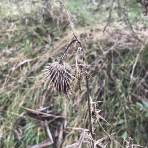 Cirsium vulgare at O'Malley, ACT - 18 Aug 2022 09:42 AM