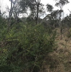 Ligustrum sinense (Narrow-leaf Privet, Chinese Privet) at Mount Mugga Mugga - 18 Aug 2022 by Tapirlord