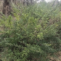 Ligustrum sinense at O'Malley, ACT - 18 Aug 2022