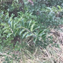 Ligustrum sinense at O'Malley, ACT - 18 Aug 2022