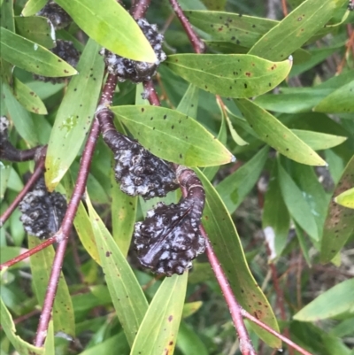 Hakea salicifolia (Willow-leaved Hakea) at O'Malley, ACT - 18 Aug 2022 by Tapirlord