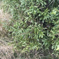 Hakea salicifolia at O'Malley, ACT - 18 Aug 2022 09:41 AM