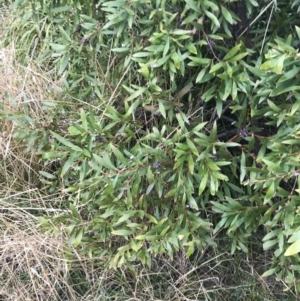 Hakea salicifolia at O'Malley, ACT - 18 Aug 2022 09:41 AM