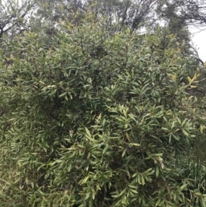 Hakea salicifolia at O'Malley, ACT - 18 Aug 2022 09:41 AM