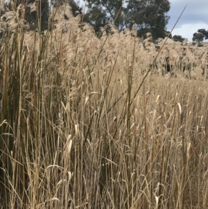 Phragmites australis at O'Malley, ACT - 18 Aug 2022 09:39 AM