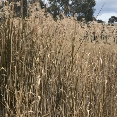 Phragmites australis (Common Reed) at Mount Mugga Mugga - 18 Aug 2022 by Tapirlord