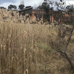 Phragmites australis at O'Malley, ACT - 18 Aug 2022