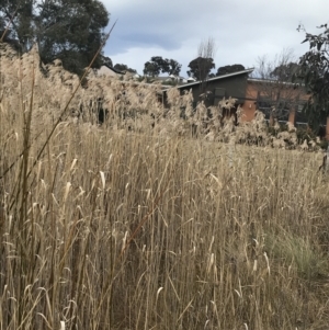 Phragmites australis at O'Malley, ACT - 18 Aug 2022 09:39 AM