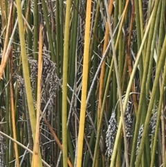 Machaerina articulata at O'Malley, ACT - 18 Aug 2022