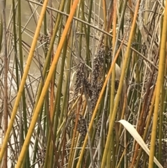 Machaerina articulata at O'Malley, ACT - 18 Aug 2022