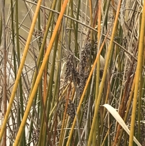 Machaerina articulata at O'Malley, ACT - 18 Aug 2022