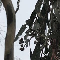 Eucalyptus blakelyi (Blakely's Red Gum) at Mount Mugga Mugga - 18 Aug 2022 by Tapirlord