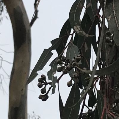 Eucalyptus blakelyi (Blakely's Red Gum) at O'Malley, ACT - 17 Aug 2022 by Tapirlord