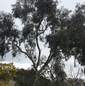 Eucalyptus blakelyi at O'Malley, ACT - 18 Aug 2022