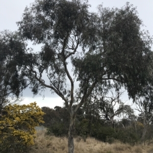 Eucalyptus blakelyi at O'Malley, ACT - 18 Aug 2022