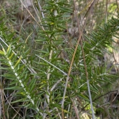Grevillea (genus) (Grevillea) at Jerrabomberra, NSW - 10 Sep 2022 by SteveBorkowskis